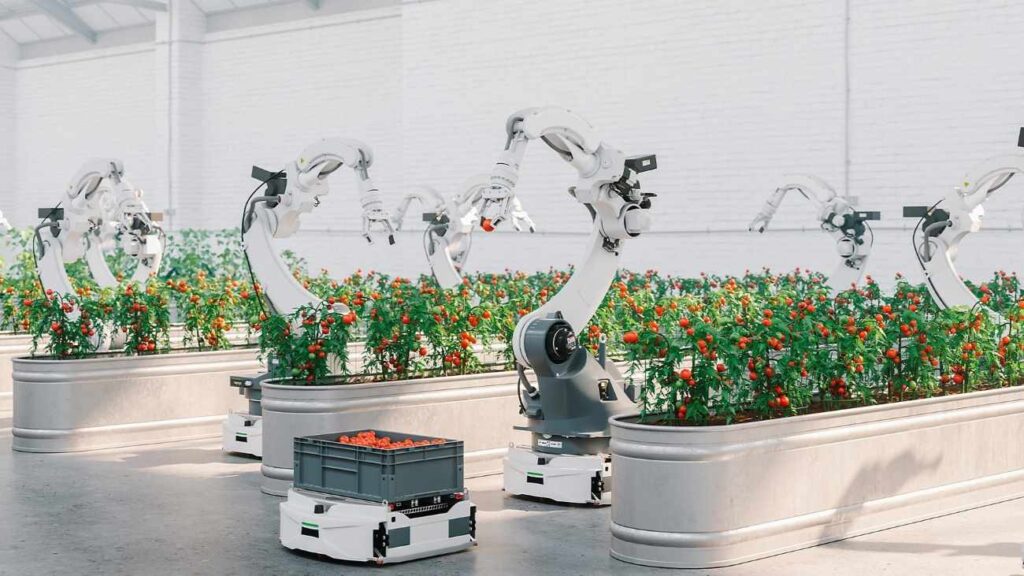 Brazos robóticos y herramientas de inteligencia artificial colaboran eficientemente en la recolección automatizada de tomates, optimizando el rendimiento y la calidad de la cosecha en invernaderos.